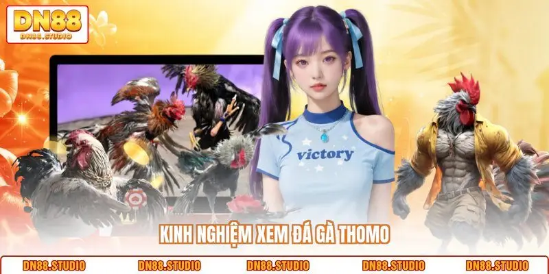 Kinh nghiệm xem đá gà Thomo