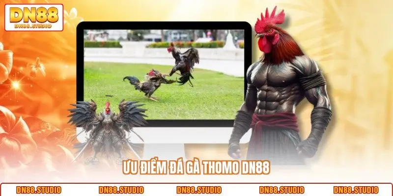 Ưu điểm đá gà Thomo DN88